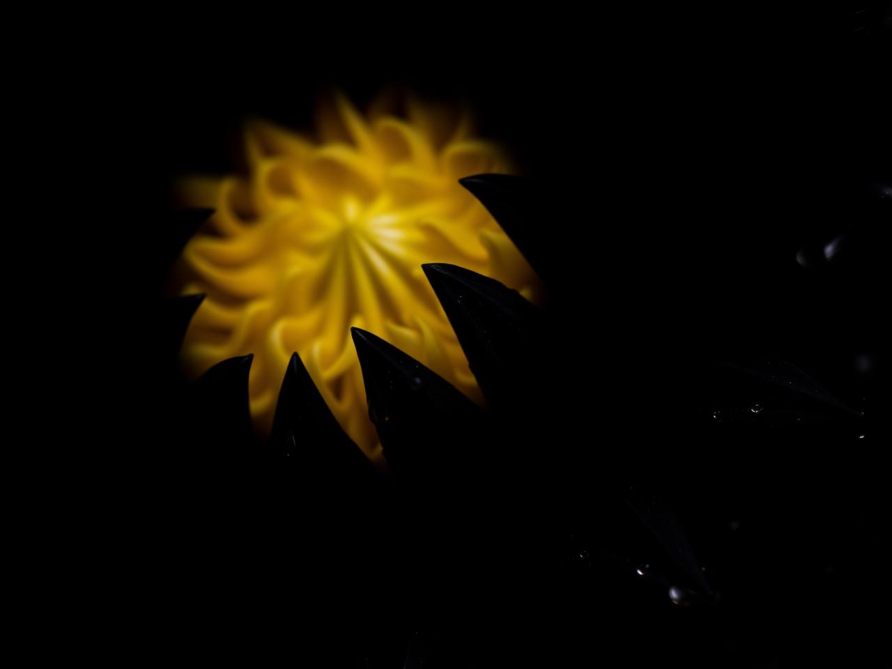 Black Dahlia